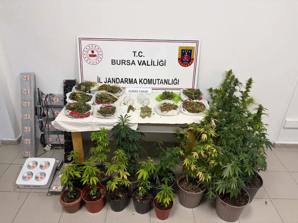 İnegöl’de jandarmadan kenevir ve kubar esrar operasyonu